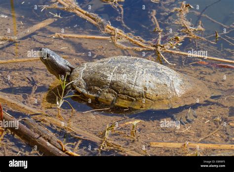  Kinosternon! Une Tortue Aquatique aux Yeux Perçants qui Aime Se Prélasser au Soleil