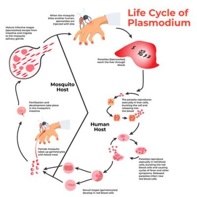  Plasmodium : Un petit parasite avec un impact gigantesque sur la santé humaine !