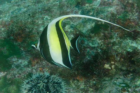  Zanclus Cornutus: Une Poisson Volant aux Yeux Écarquillés Qui Rêve d'Évasion!