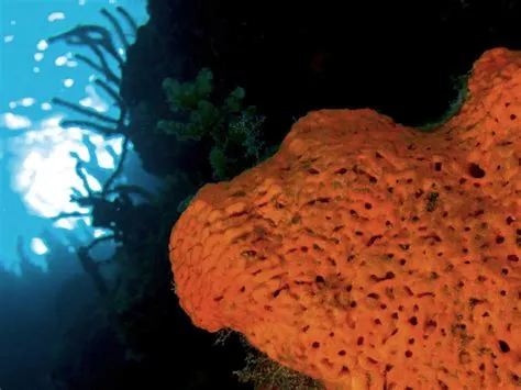  Agelas! Une Éponge Qui Défie les Lois de la Gravité et qui Offre un Refuge aux Petits Animaux Marins