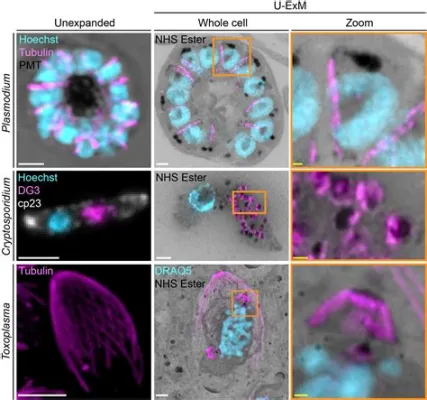  Apicomplexa: Un parasite microscopique qui manipule son hôte avec une précision chirurgicale !