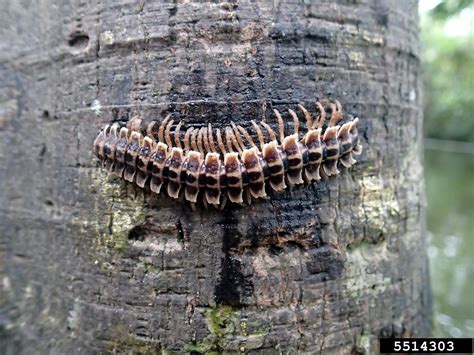  Brandt's Millipede: A Creature Combining Armoured Plates With Remarkable Regenerative Abilities!