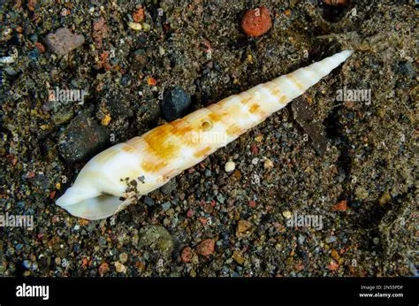  Buccin ! Découvrez ce Gastropode Carnivore aux Coquilles Étonnantes