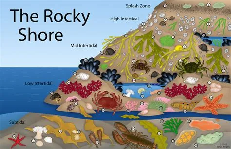 Ischnochiton: A Colorful Mosaic Living on Rocky Shores!