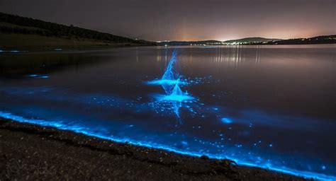  Le Lampyre : Un Scintillement Nocturne de Bio-Lumières!