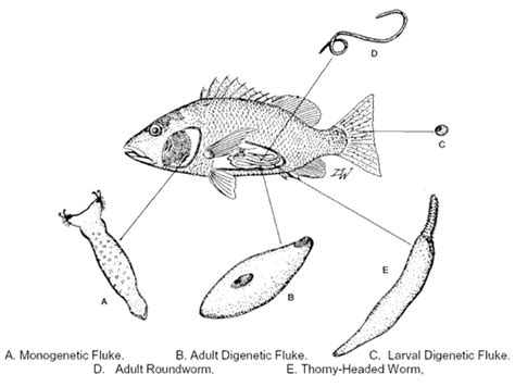  Plumbitrema: Un parasite digestif qui aime les poissons marins!