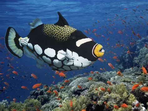  Queen Triggerfish: Un poisson aux couleurs vives qui règne sur les récifs coralliens avec son caractère explosif!