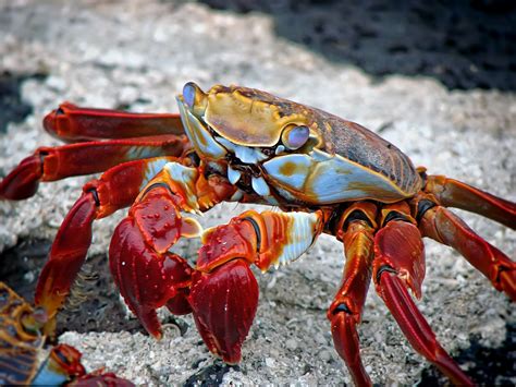  Tulipe de mer! Un crustacé aux couleurs vibrantes qui danse avec le courant