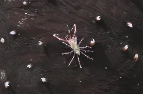  Une Upe, petit Crustacé aux antennes extraordinaires ! Découvrons ce curieux animal qui habite les profondeurs marines et possède une carapace étonnamment solide.